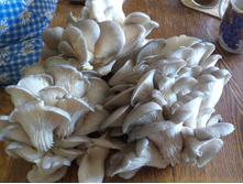 IMG 20160728 104105.jpg