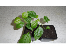 ����������� Bois de Roses- 250 -300  ���.