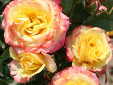 Tropical Clementine (�����������).jpg