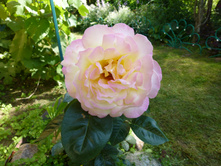 ������ ���