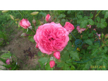 P 20160703 195137 1 p.jpg