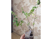 ������� 2 ������