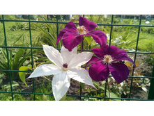 Rouge Cardinal � Beautifull Bride PBR.jpg