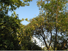 IMG 0787.JPG