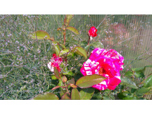 Deep Impression (1).JPG