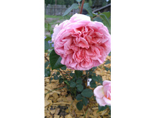 Abraham Darby (1).JPG