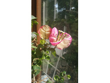 20160703 102825.jpg