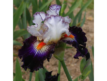 Terre à Silex - 19,31