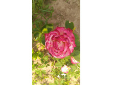 P 20160728 132424 1 p.jpg