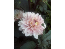 IMG 20160717 171339[1].jpg