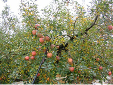 ������ ��������� 3-����� ������ �� 2� ������ 10� 650���..jpg