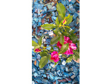 Purple Tiger (2).JPG