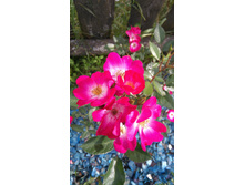 Grand-Duc Jean (3).JPG