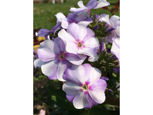 ����� �������