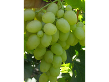 �������� ������� ��������� 160���..jpg