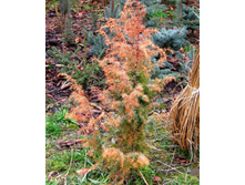 Juniperus communis Kalebab ������� ������������ ������������ �������  1.73 ����