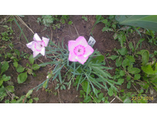 P 20160723 170455 1 p.jpg