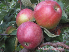 ������ �������������� 3-����� ������ �� 2� ������ 10� 650���..jpg