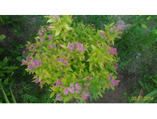 P 20160703 195046 1 p.jpg