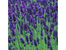 ������� Lavandula ang. Hidcote - 2,13  ������ �� ������������