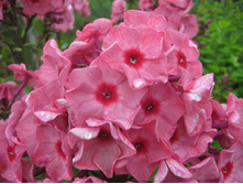 ��������� �����1.JPG