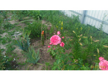 P 20160703 195128 1 p.jpg