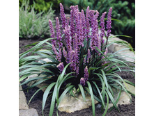 ������� Liriope musc. Ingwersen - 3,75