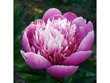 ���� Belleville ���� �������� (Wolfe / Hollingsworth, 1998, ���)  ������ 10��   17.29����