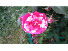 Deep Impression (7).JPG