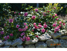 Les Quatre Saisons (���� 4 ������)