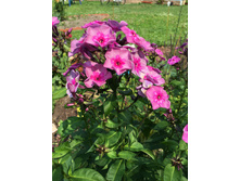 ����� Magic Blue