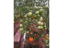 � �������