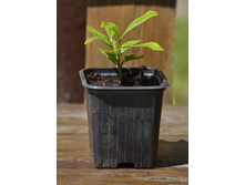 ��������, ����������� �������