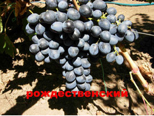 �������� �������������� 160���..jpg