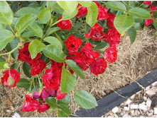 ������� ����������