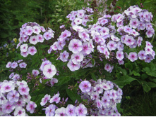 ���� �̣� ���.JPG