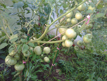 IMG 20160703 185145.jpg