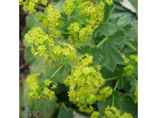 �������� ������ 70