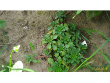 P 20160811 165020 1 p.jpg