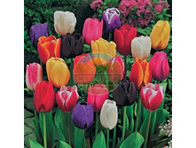 ������� ������ (����� ) 11/12 45-60�� (10��) ���� 165,7 ���.