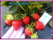 ��������� �������� 50���..jpg