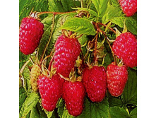 ������ ��������� 120���..jpg