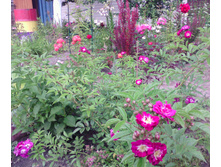 IMG 20160703 114853.jpg