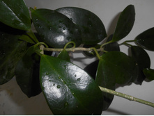 australis ���.