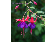 ������ ���������