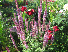 ������ ������� ��������� ��� �������� Rose � ������ Rose Queen - 100 ��� 2-� ������ ������.