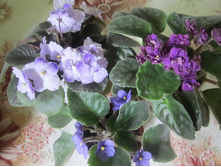 ���� 017.jpg