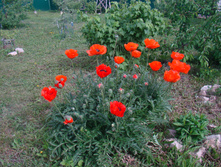 DSC05008 - �����.JPG