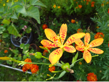 ���������� "�������"