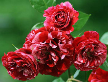 ��� ��������.jpg